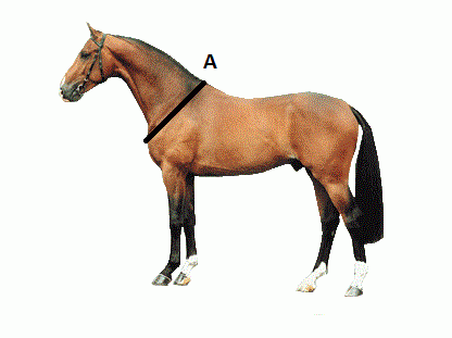 Neckrope